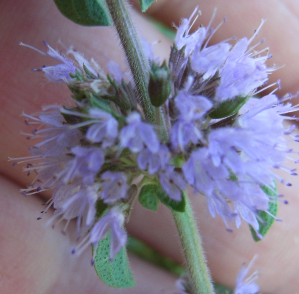 Mentha pulegium